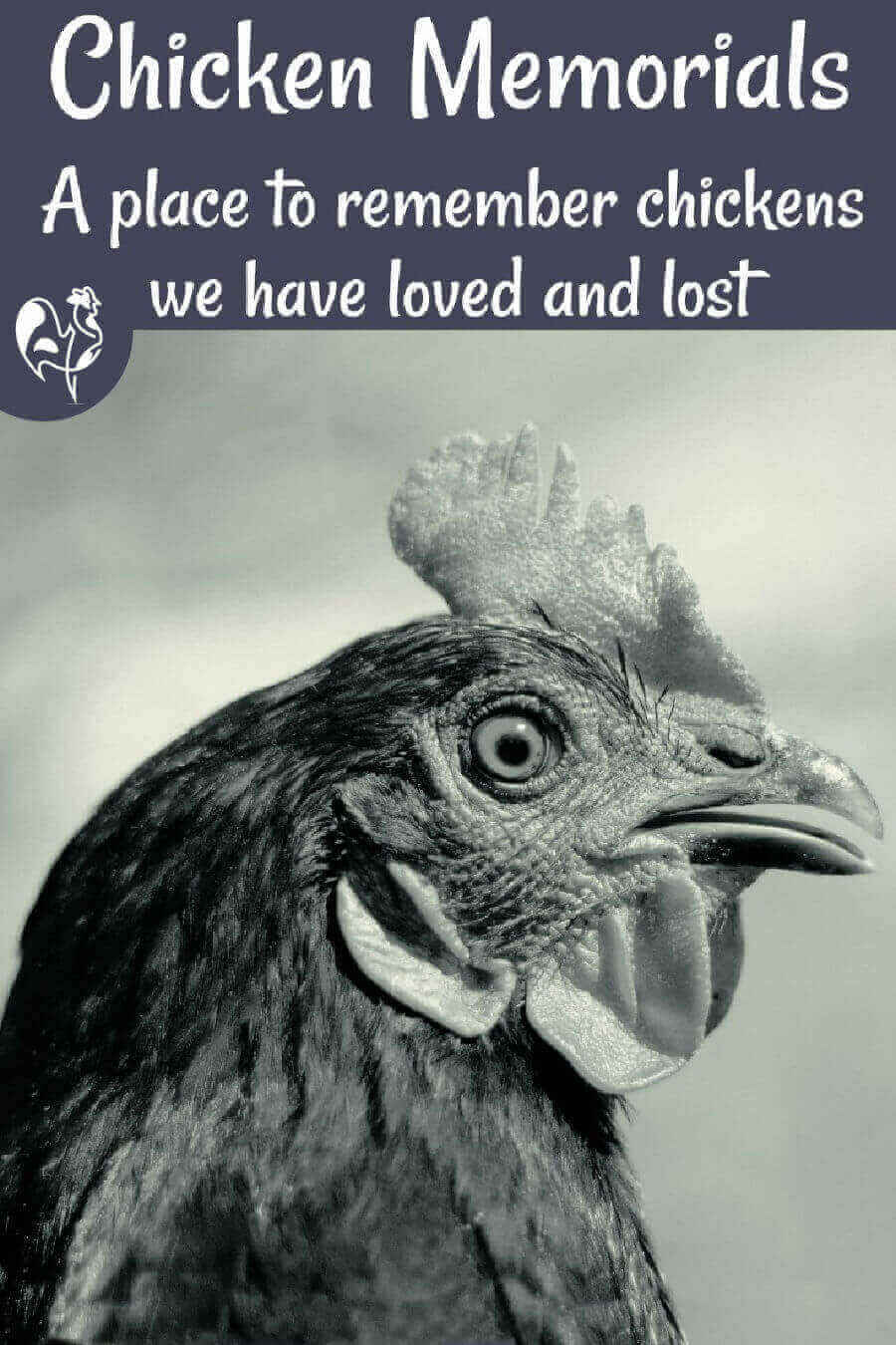 Chicken memorials: pay your tribute to a much-loved hen or 