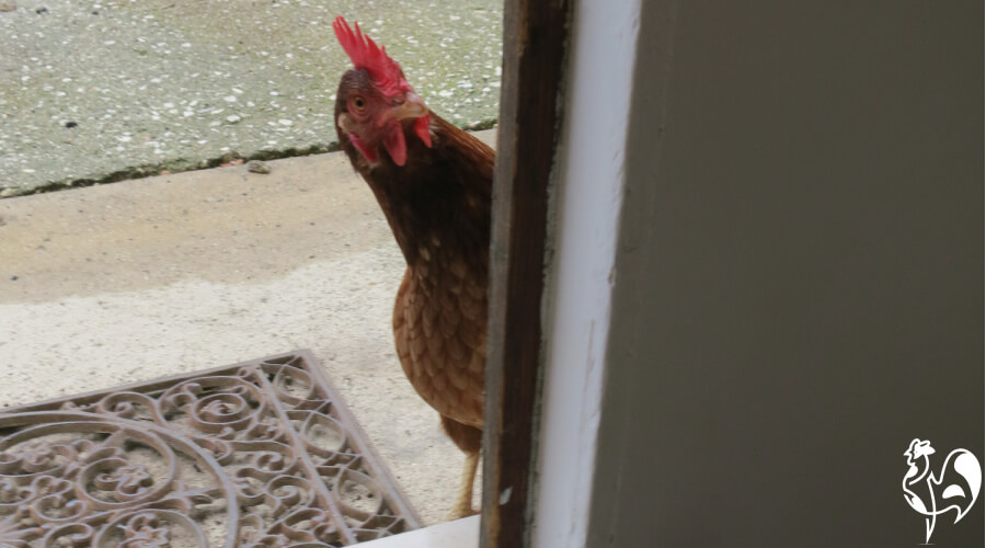 How to make HEN.p3t ???
