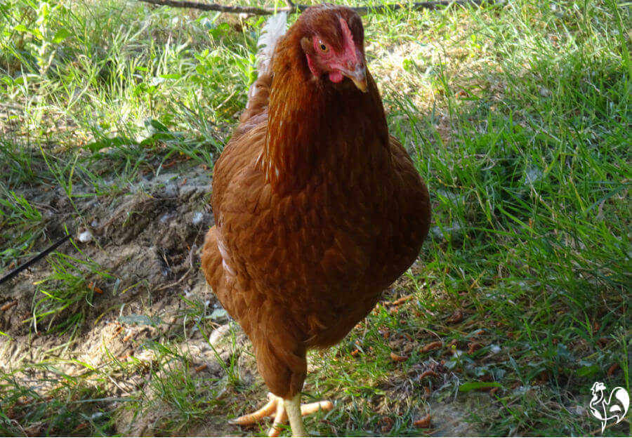 How to make HEN.p3t ???