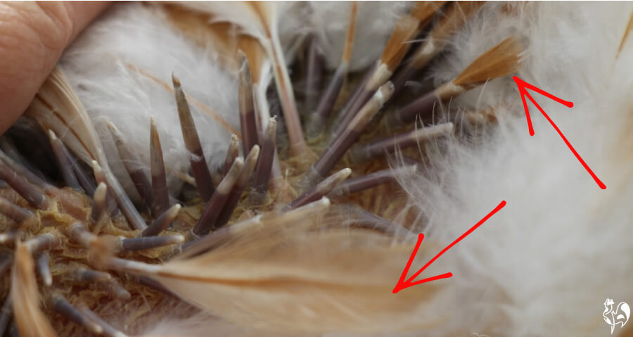 Chicken pin feathers, showing new feathers growing from quill.