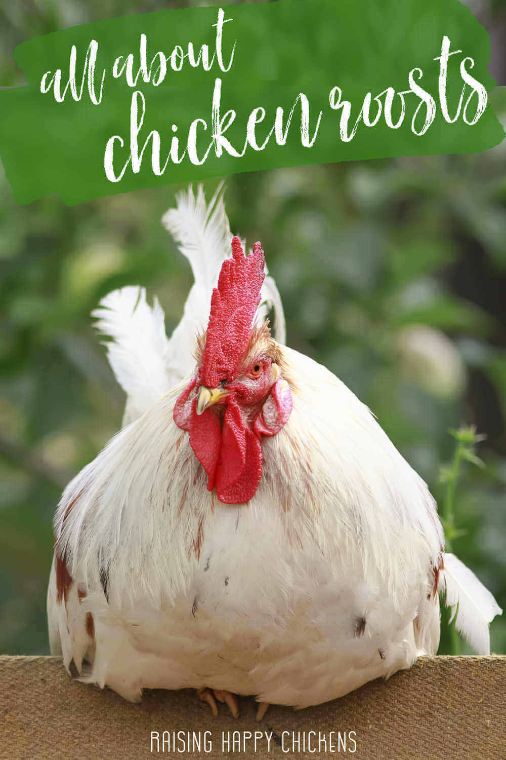 Tout sur les perchoirs à poules - Épinglez pour plus tard.