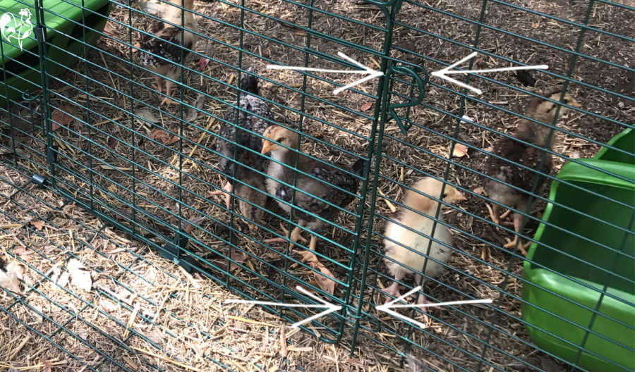 Omlet small run door security.