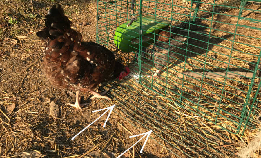 The Omlet chicken run a review of its benefits and features.