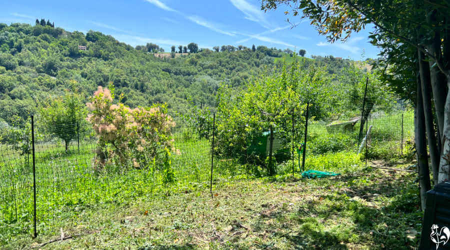 Omlet's fencing used to section off a portion of a large field.