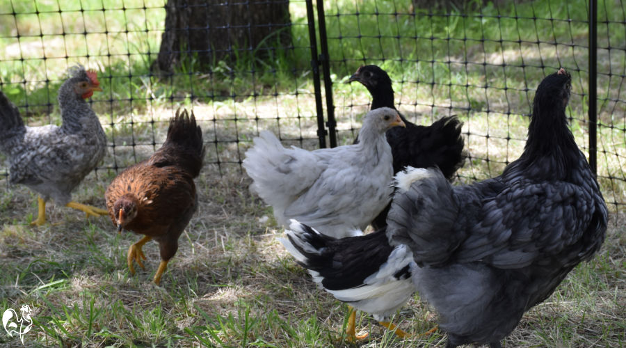 My 7 week old chicks are enclosed in the Omlet fencing.
