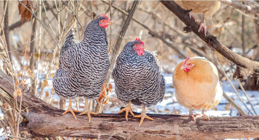 Three chickens sitting on a wooden branch with winter snow in the background.