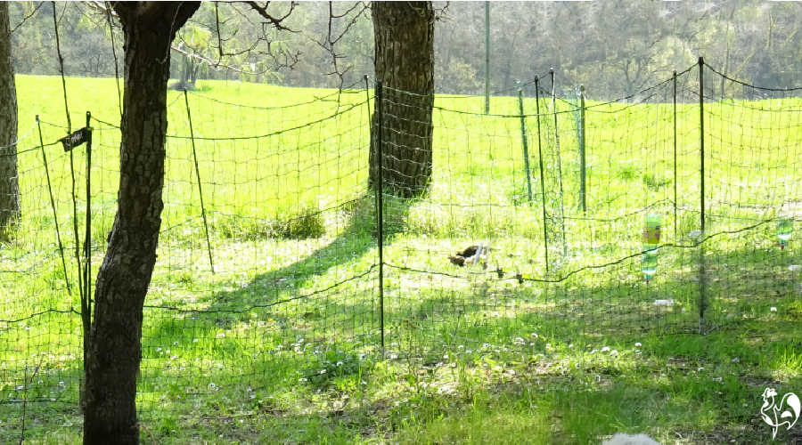 Chicken fence for the garden an ideal solution.