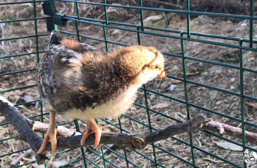 One of my chicks sits on a branch inserted into the Omlet run steel mesh.