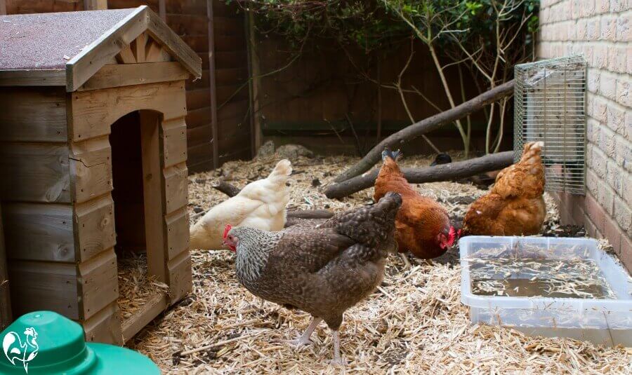 Chicken Coop Essentials: Providing Shelter from Extreme Temperatures