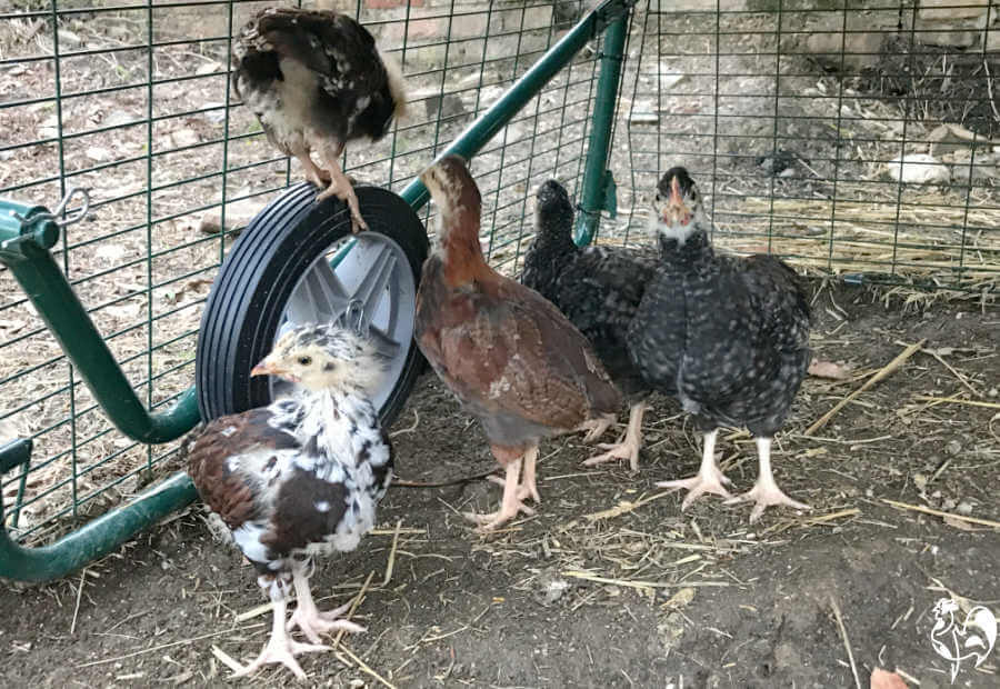 Omlet runs Eglu wheels