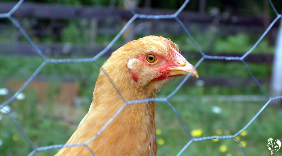 Fencing a chicken run what's best and how should it be built?