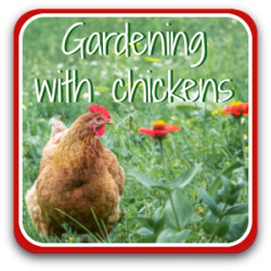Gardening with chickens – thumbnail link to article.
