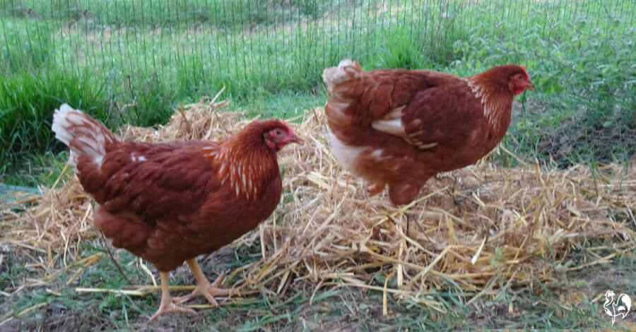 Two Red Stars in my run, one with no tail feathers.