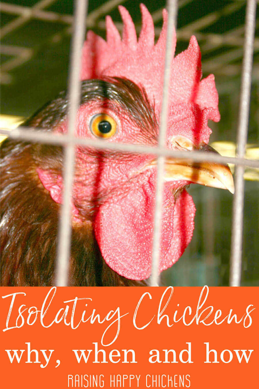 Solitary confinement for chickens: when, why and how.