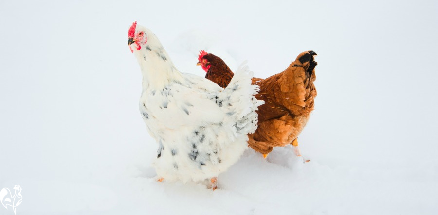Two chickens walking through snow.