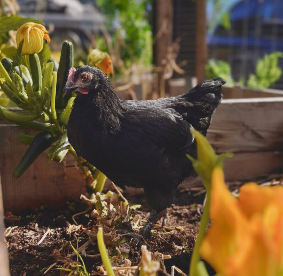A black hen walks amongst zucchini plants.
