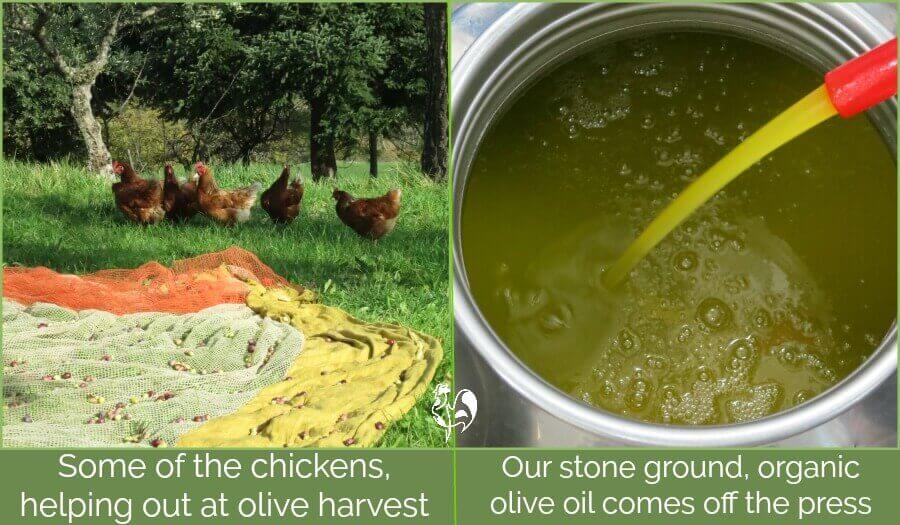 Olive harvest time, when even the chickens join in! olive harvest time in Italy: the chickens help out; our olive oil coming off the press.