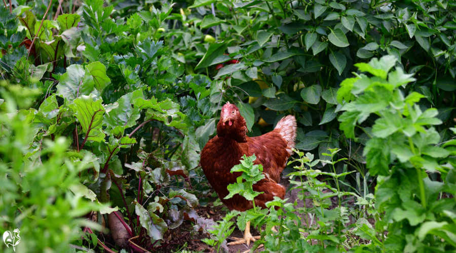 A brown chicken walks through a vegetable patch.
