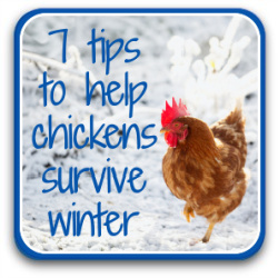 7 tips to help chickens through winter: link to article.