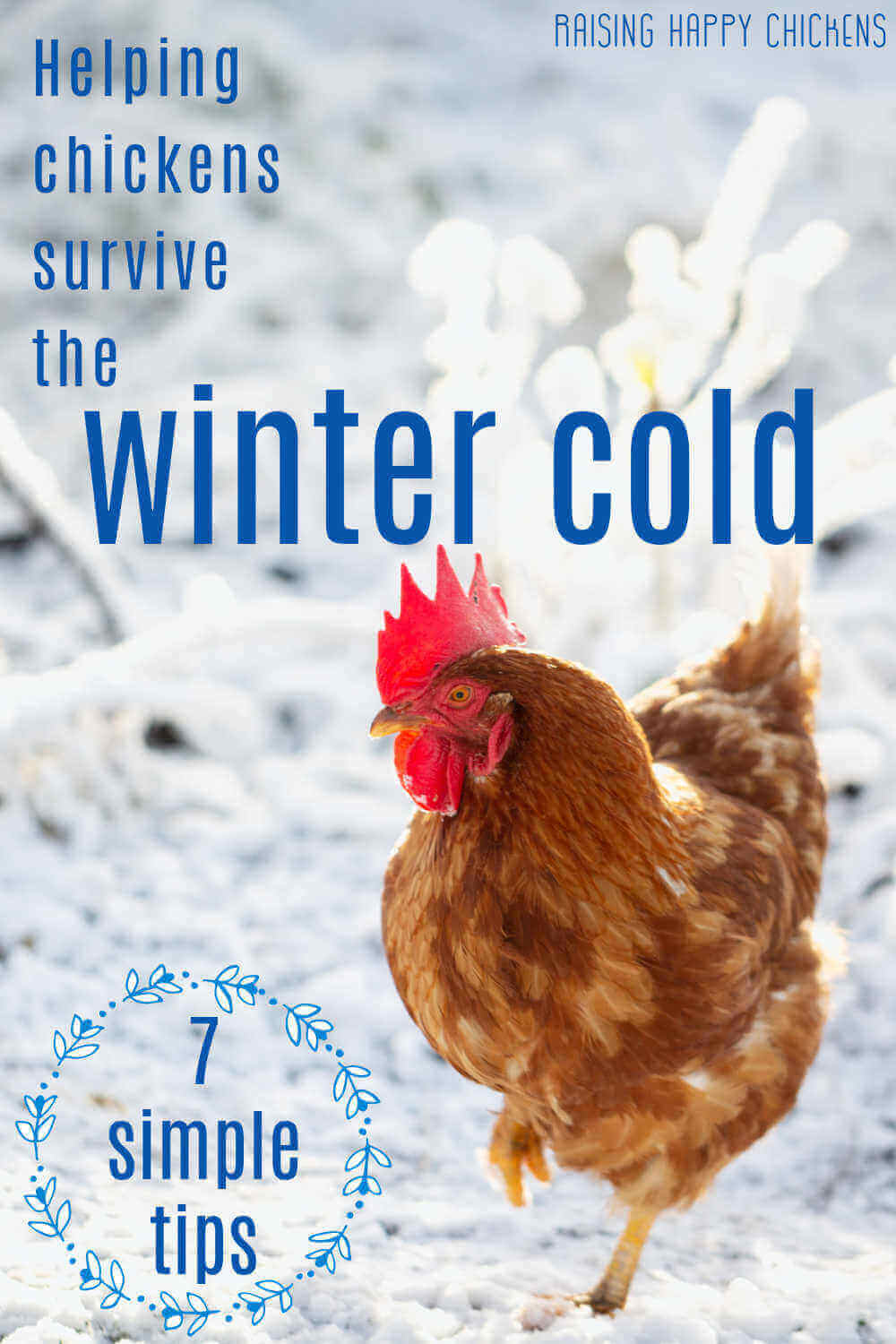 Surviving Winter with Chickens