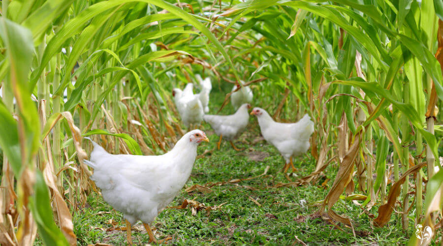 A flock of white chickens in a field of sweetcorn.