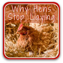 Thumbnail why hens stop laying eggs