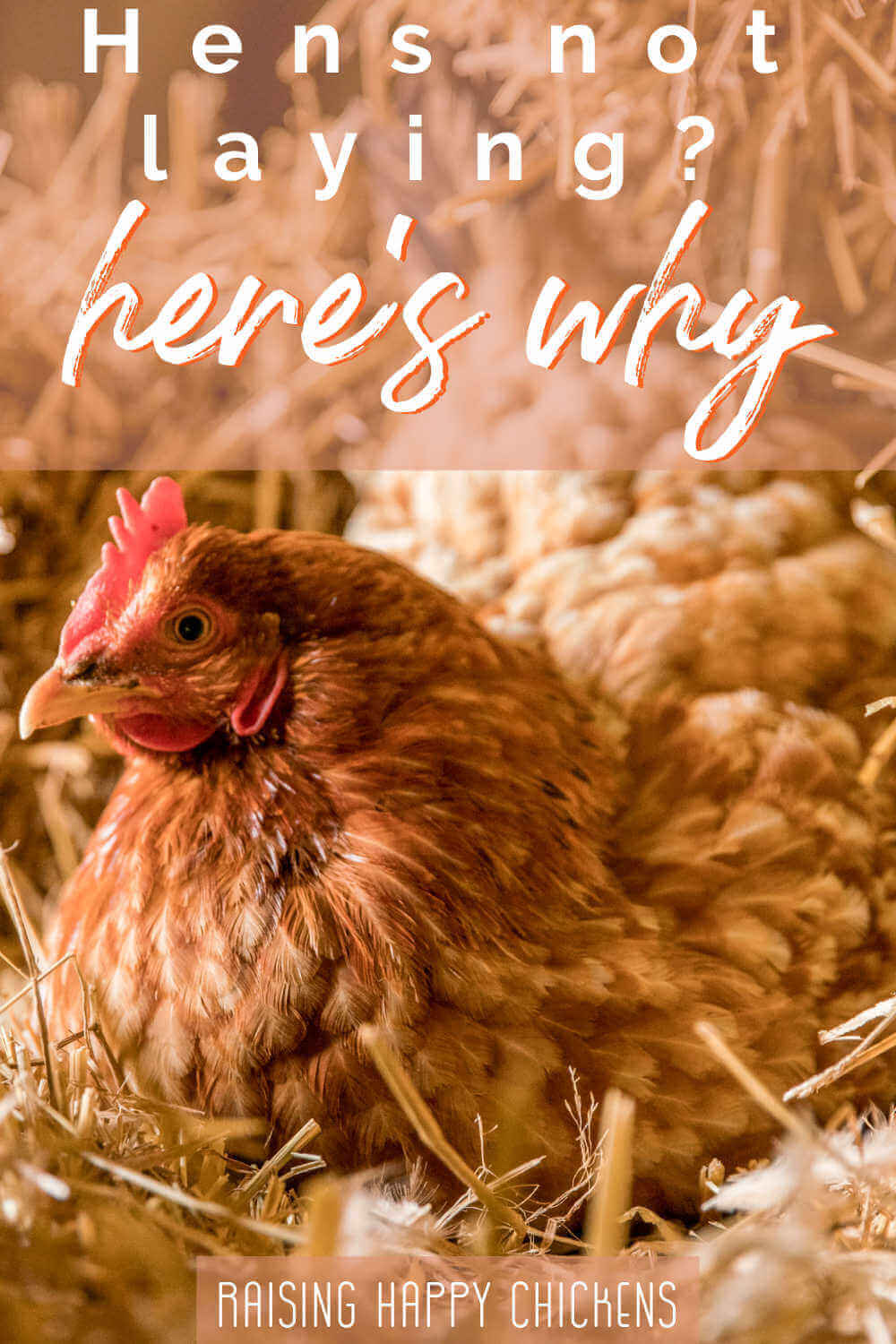 Chickens not laying eggs? Here are ten possible reasons.