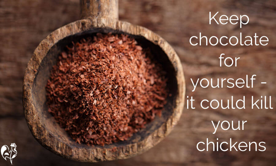 We all know chocolate is bad for dogs - but did you know that it can kill your chickens? Find out more, here.