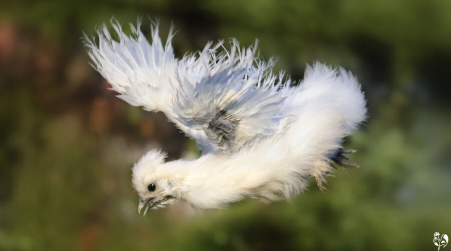 Can chickens fly? And what should you do if they start?