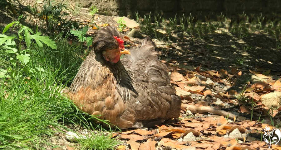 Eine meiner Legbar-Hennen sitzt in der Sonne.