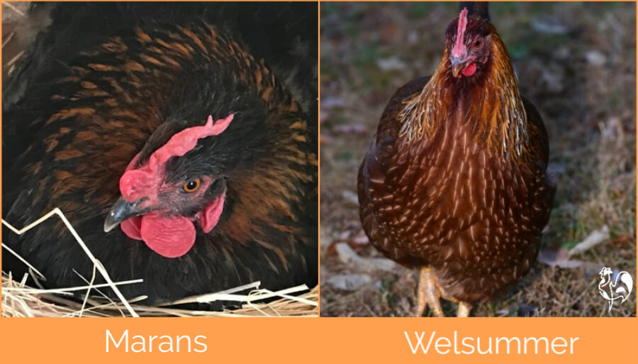 Links, een Zwartkoperen Marans hen en rechts, een Welsummer.