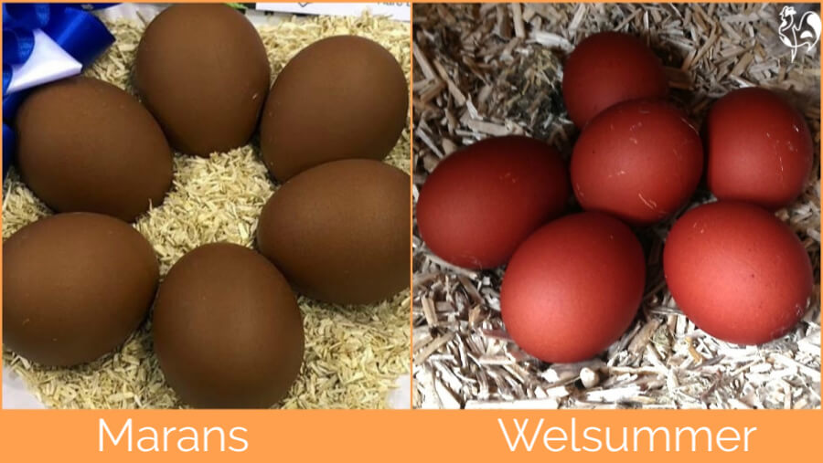Links, een bord Marans donkerbruine eieren; rechts, een bord Welsummer roodbruine eieren.
