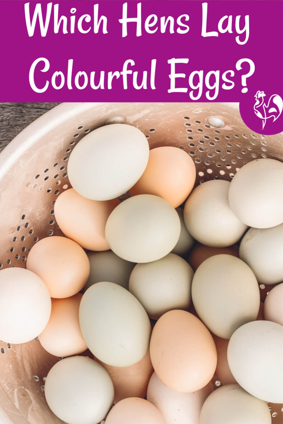 Chickens who lay colourful eggs: pin for later.