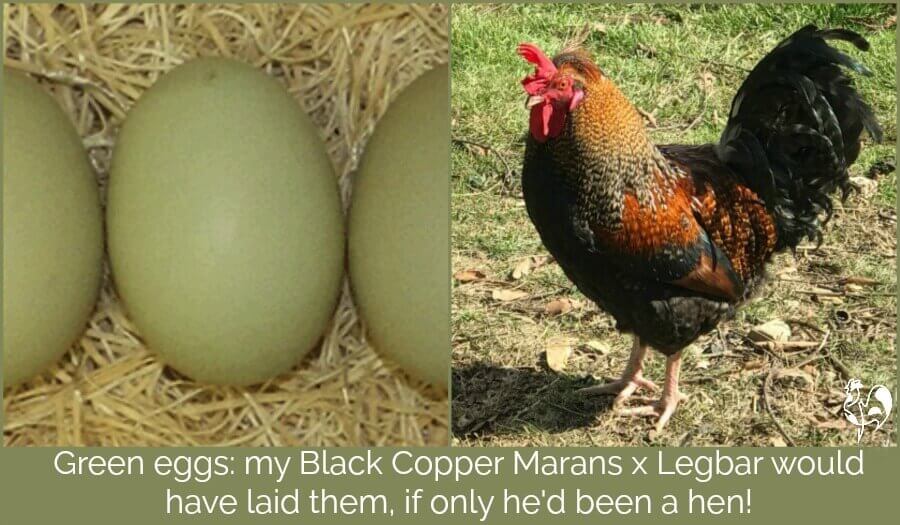 Groene eieren, en mijn Marans gekruiste Legbar haan.