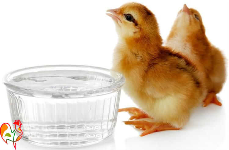 what should baby chicks