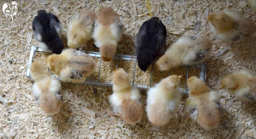 A group of young chicks eating at the feeder.