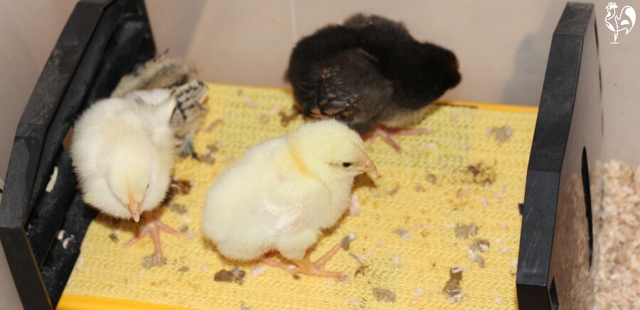 Des poussins de 7 jours qui essaient de se percher sur leur lampe couveuse Brinsea.