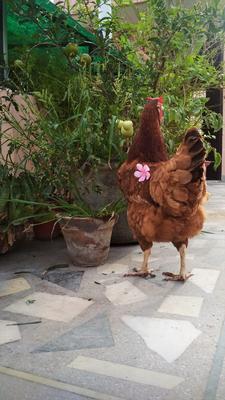 I'll love you forever.