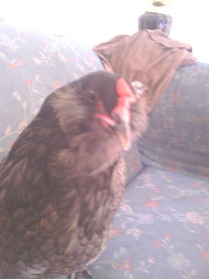 Chirpy, the one of a kind chicken!!  