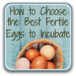 How to choose hatching eggs - link.