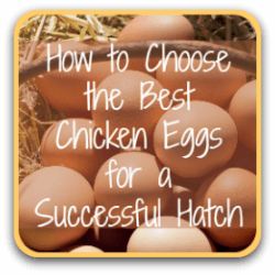 How to select the best possible chicken eggs for incubating and hatching.