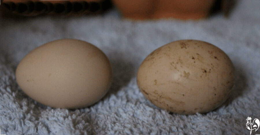 Choosing hatching eggs: steps incubation.