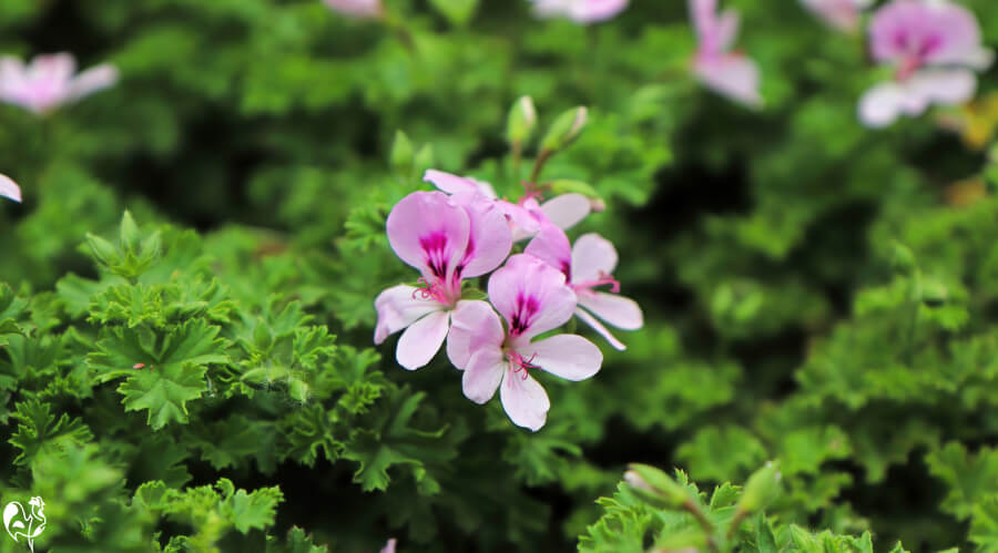 Pelargonium citronella plant with pink flowers.