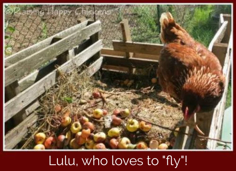 If your chickens "fly", it's wise to clip their wings. Clipping wings, Lulu