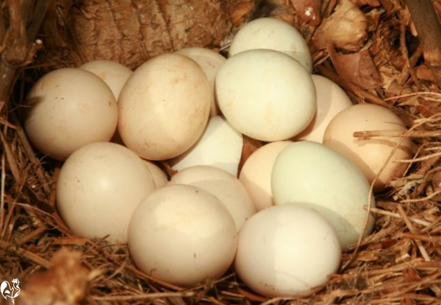 A clutch of eggs in my chicken coop. A clutch of eggs.