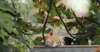 Clyde, where he loved to be - on top of the chicken house under the fig tree.