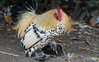 Clyde - the little chicken with a big attitude!