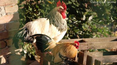 Clyde was never frightened of hanging out with the big roos!