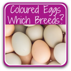  Welche Rassen legen bunte Eier? Verknüpfen.