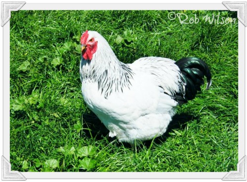 Wyandotte chickens : are they the right breed for you?